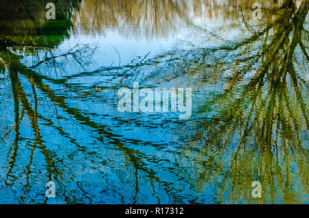 Les branches d'arbre de fond naturel reflet dans l'eau Banque D'Images
