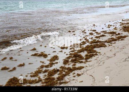 Matin sur la plage de Bavaro, République dominicaine. Jeté sur le sable d'algues. Banque D'Images