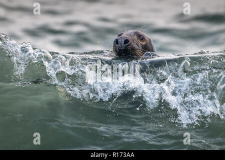 Phoque gris (Halichoerus grypus) à jouer dans les vagues Banque D'Images