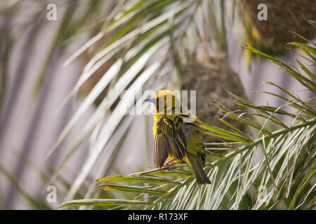 Cape jaune Weaver bird (Ploceus capensis) sur des perchoirs de frondes de palmiers en face d'un nid d'herbe avec plumage ébouriffé et gonflée Banque D'Images