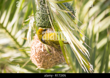 Cape Weaver (Ploceus capensis) fixé en dessous d'oiseaux nichent dans ses tissus un palmier Banque D'Images