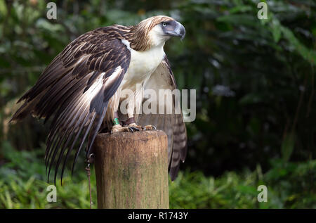 La Philippine Eagle est un très rare et en voie de disparition vivant dans la province de Davao aux Philippines. Banque D'Images