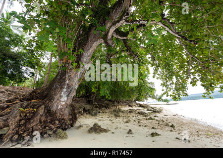 Big sea amandier, Terminalia catappa sur une côte tropicale, Philippines Banque D'Images