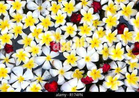 Fleurs de frangipanier flottant dans l'eau comme le bouddhisme offert dans un temple asiatique Banque D'Images