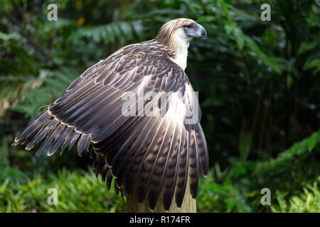 La Philippine Eagle est un très rare et en voie de disparition vivant dans la province de Davao aux Philippines. Banque D'Images