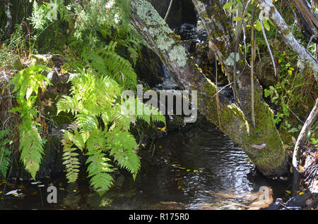 Tejera Negra forêts de hêtres et de chênes dans la Sierra de Ayllón, Guadalajara, centre de l'Espagne Banque D'Images