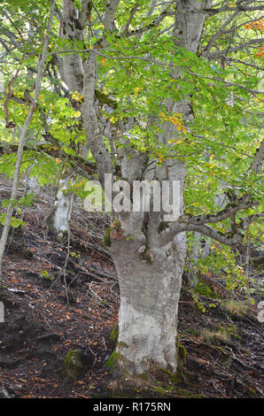 Tejera Negra forêts de hêtres et de chênes dans la Sierra de Ayllón, Guadalajara, centre de l'Espagne Banque D'Images