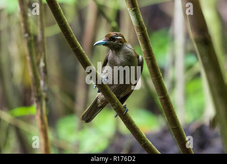 Une femme magnifique oiseau de paradis (Diphyllodes magnificus). Syoubri, Arfak Mountain, en Papouasie occidentale, en Indonésie. Banque D'Images