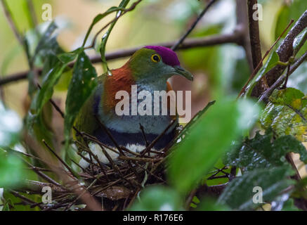 Un superbe mâle Fruit-Dove (Ptilinopus superbus) assis sur son nid. Syoubri, Arfak Mountain, en Papouasie occidentale, en Indonésie. Banque D'Images