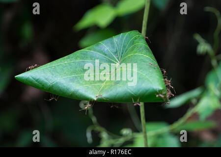Les fourmis tisserandes (Oecophylla sp.) construisent leur nid en pliant une feuille. Syoubri, Arfak Mountain, en Papouasie occidentale, en Indonésie. Banque D'Images