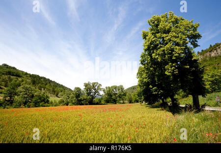 Des champs de pavot france provence entre les cultures Banque D'Images