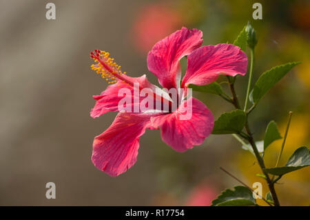 Hibiscus chinois également connu sous le nom de Jaba, Chine Rose, Hibiscus rosa-sinensis. Le Bangladesh. Banque D'Images