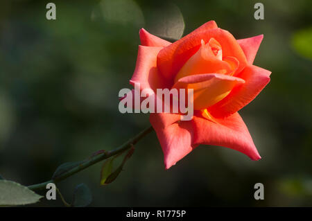 Rose aussi connu comme Golap Gulab, Rosa. Le Bangladesh. Banque D'Images