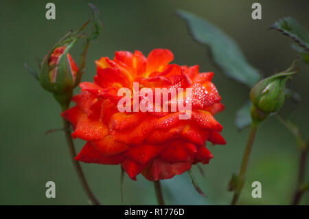 Rose aussi connu comme Golap Gulab, Rosa. Le Bangladesh. Banque D'Images