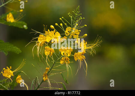 Fleur de paon également connu sous le nom de fierté des Barbades, Nain, Krishnachura poinciana, Caesalpinia pulcherrima. Le Bangladesh. Banque D'Images