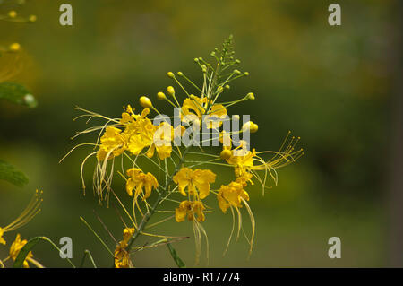 Fleur de paon également connu sous le nom de fierté des Barbades, Nain, Krishnachura poinciana, Caesalpinia pulcherrima. Le Bangladesh. Banque D'Images