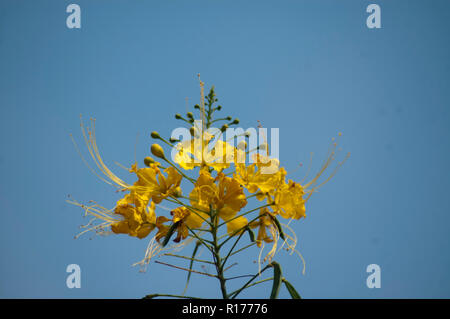 Fleur de paon également connu sous le nom de fierté des Barbades, Nain, Krishnachura poinciana, Caesalpinia pulcherrima. Le Bangladesh. Banque D'Images