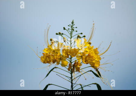 Fleur de paon également connu sous le nom de fierté des Barbades, Nain, Krishnachura poinciana, Caesalpinia pulcherrima. Le Bangladesh. Banque D'Images