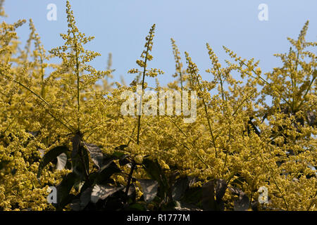 Blossom de manguier. Le Bangladesh. Banque D'Images