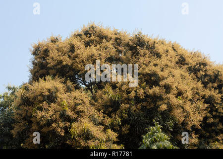 Blossom de manguier. Le Bangladesh. Banque D'Images