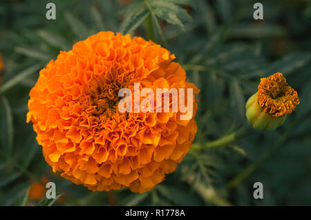 Fleurs de souci - également connu sous le nom de Genda, Tagetes erecta. Le Bangladesh. Banque D'Images