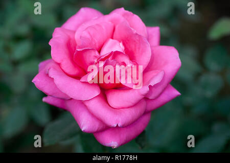 Rose aussi connu comme Golap Gulab, Rosa. Le Bangladesh. Banque D'Images