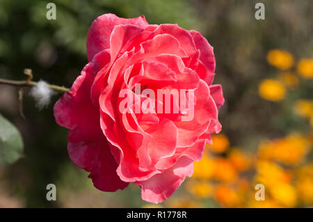Rose aussi connu comme Golap Gulab, Rosa. Le Bangladesh. Banque D'Images
