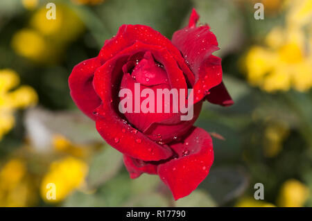 Rose aussi connu comme Golap Gulab, Rosa. Le Bangladesh. Banque D'Images