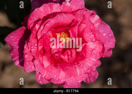 Rose aussi connu comme Golap Gulab, Rosa. Le Bangladesh. Banque D'Images