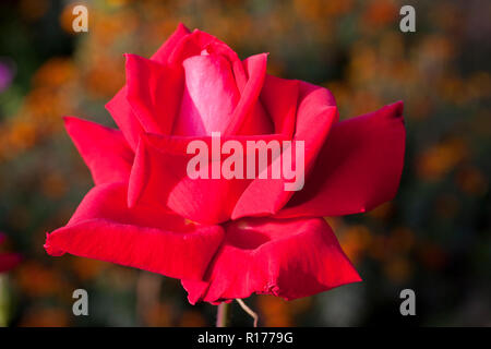Rose aussi connu comme Golap Gulab, Rosa. Le Bangladesh. Banque D'Images