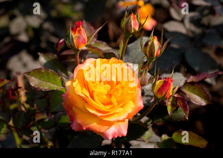 Rose aussi connu comme Golap Gulab, Rosa. Le Bangladesh. Banque D'Images