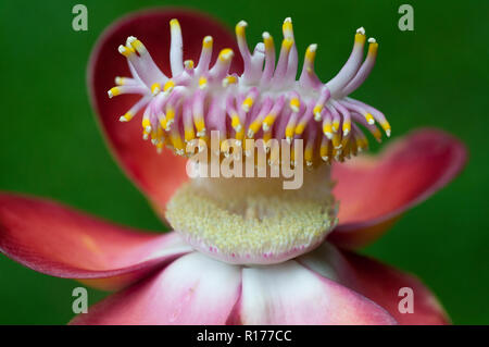 Cannonball flower également connu sous le nom de François, de Kaman gola, Couroupita guianensis. Le Bangladesh. Banque D'Images