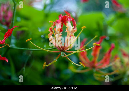 Gloire Lily aussi connu sous le nom de lys Gloriosa, Tiger Claw, Bishalanguli Ulatchandal griffe,,, Gloriosa superba. Le Bangladesh. Banque D'Images