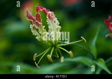 Gloire Lily aussi connu sous le nom de lys Gloriosa, Tiger Claw, Bishalanguli Ulatchandal griffe,,, Gloriosa superba. Le Bangladesh. Banque D'Images