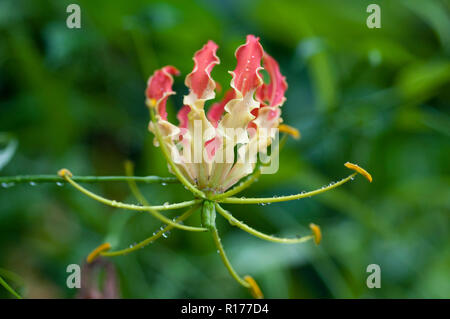 Gloire Lily aussi connu sous le nom de lys Gloriosa, Tiger Claw, Bishalanguli Ulatchandal griffe,,, Gloriosa superba. Le Bangladesh. Banque D'Images