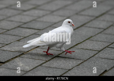 Pigeon blanc à Blackpool, Royaume-Uni Banque D'Images