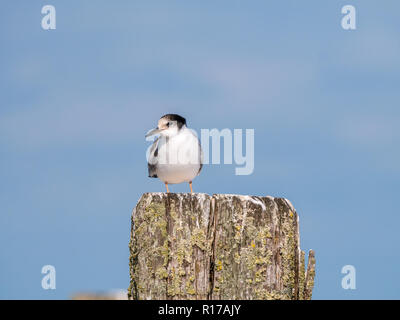 La sterne pierregarin, Sterna hirundo, juvénile debout sur poteau en bois, de Kreupel, Pays-Bas Banque D'Images