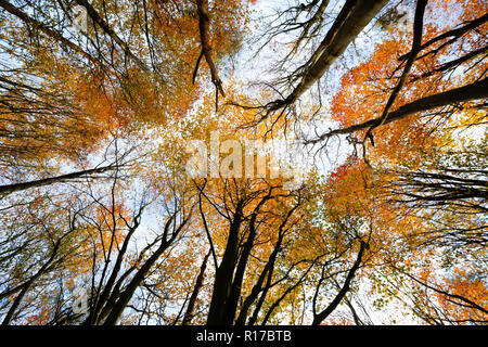 Regardant vers le haut et les branches de feuilles de hêtre en novembre éclairées par la lumière du soleil de l'après-midi. Nord du Dorset England UK GO Banque D'Images