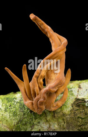 Un exemple de champignons club Macrotyphula fistulosa tuyau var. contorta. Cet exemple a été trouvé après le temps sec sur une branche morte tombé. Photograp Banque D'Images