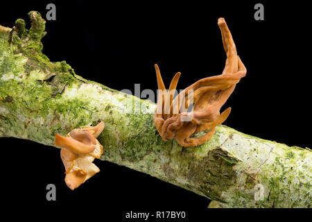 Un exemple de champignons club Macrotyphula fistulosa tuyau var. contorta. Cet exemple a été trouvé après le temps sec sur une branche morte tombé. Photograp Banque D'Images