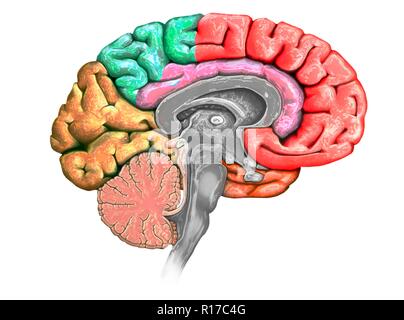 Illustration d'une section du cerveau montrant les différents lobes. Les lobes sont présentés en différentes couleurs - rouge (frontal), vert (jaune), pariétal (occipitales), orange (temporel) et rose (système limbique). Sont également indiqués les différents ventricules, le tronc cérébral, le thalamus et l'hypothalamus, le cervelet, l'hypophyse et le corps calleux. Banque D'Images