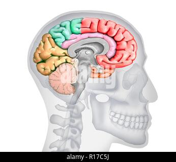 Illustration d'une section du cerveau montrant les différents lobes. Les lobes sont présentés en différentes couleurs - rouge (frontal), vert (jaune), pariétal (occipitales), orange (temporel) et rose (système limbique). Sont également indiqués les différents ventricules, le tronc cérébral, le thalamus et l'hypothalamus, le cervelet, l'hypophyse et le corps calleux. L'arrière-plan montre une silhouette d'un crâne humain et à la tête. Banque D'Images