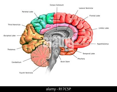 Illustration d'une section du cerveau montrant les différents lobes. Les lobes sont présentés en différentes couleurs - rouge (frontal), vert (jaune), pariétal (occipitales), orange (temporel) et rose (système limbique). Sont également indiqués les différents ventricules, le tronc cérébral, le thalamus et l'hypothalamus, le cervelet, l'hypophyse et le corps calleux. Banque D'Images