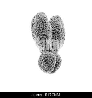 Close up of chromosome Y sur fond blanc. 3D illustration. Banque D'Images