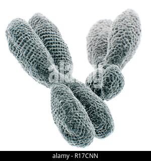 Close up de chromosomes XY sur fond blanc. 3D illustration. Banque D'Images