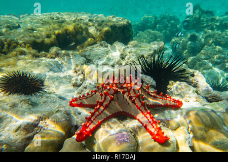 La photographie sous-marine. Red sea star bulbés. Zanzibar, Tanzanie Banque D'Images