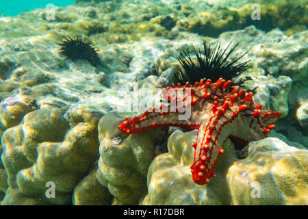 La photographie sous-marine. Red sea star bulbés. Zanzibar, Tanzanie Banque D'Images