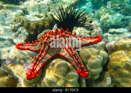 La photographie sous-marine. Red sea star bulbés. Zanzibar, Tanzanie Banque D'Images