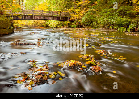 Les feuilles d'automne dans la région de South Fork Silver Creek et pont de bois en arrière-plan Banque D'Images