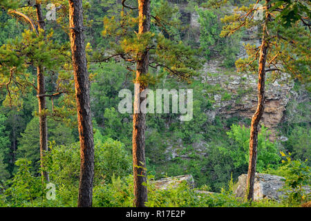 Pins au bord de Cedar Creek Canyon, Petit Jean State Park, New York, USA Banque D'Images